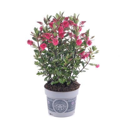 Hebe 'All Blooms®', rot-pink, Topf-Ø 12 cm, 3 Pflanzen