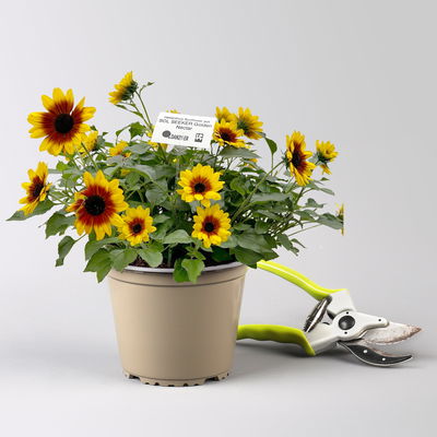 Sonnenblume gelb-bronze, Topf-Ø 14 cm, 3 Pflanzen