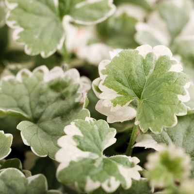 Pflanzenkreation Blütenmärchen, 6 Pflanzen inkl. Erde und Dünger Pflanzenkreation Blütenmärchen, 6 Pflanzen inkl. Erde und Dünger