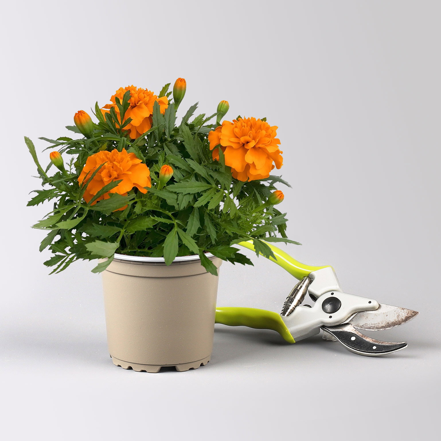 Pflanzenkreation 'No Mosquito', 12 Pflanzen inkl. Erde und Dünger