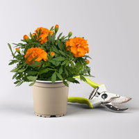 Pflanzenkreation 'No Mosquito', 12 Pflanzen inkl. Erde und Dünger