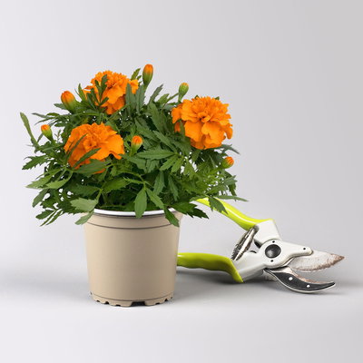 Pflanzenkreation 'No Mosquito', 12 Pflanzen inkl. Erde und Dünger