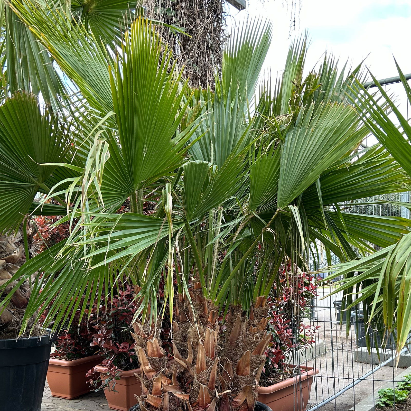Washingtonia robusta, Multistamm, Topf 110-130 Liter, Höhe ca. 200 cm
