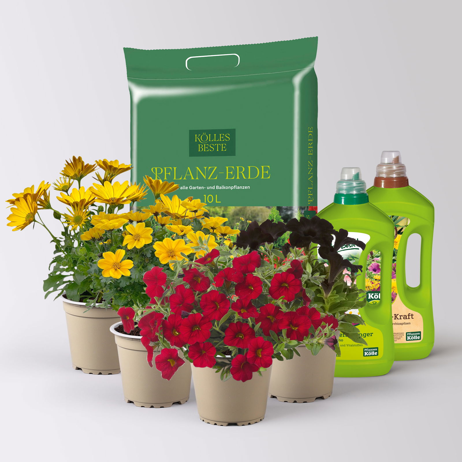 Pflanzenkreation 'WM-Edition', 4 Pflanzen inkl. Erde, Dünger und Wurzelkraft