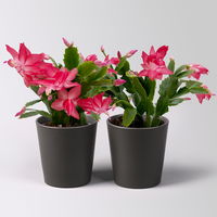 Weihnachtskaktus, rosa, mit Übertopf Dallas anthrazit, Topf-Ø 12 cm, 2 Pflanzen Weihnachtskaktus, rosa, mit Übertopf Dallas anthrazit, Topf-Ø 12 cm, 2 Pflanzen