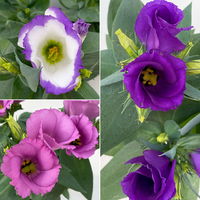 Lisianthus, Farben zufällig, Topf-Ø 10,5 cm, 8 Pflanzen