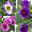 Lisianthus, Farben zufällig, Topf-Ø 10,5 cm, 8 Pflanzen Lisianthus, Farben zufällig, Topf-Ø 10,5 cm, 8 Pflanzen