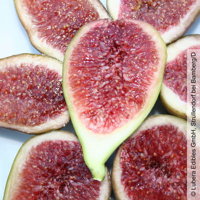 Feige 'Gustis® Perretta', Topf 5 Liter Feige 'Gustis® Perretta', Topf 5 Liter