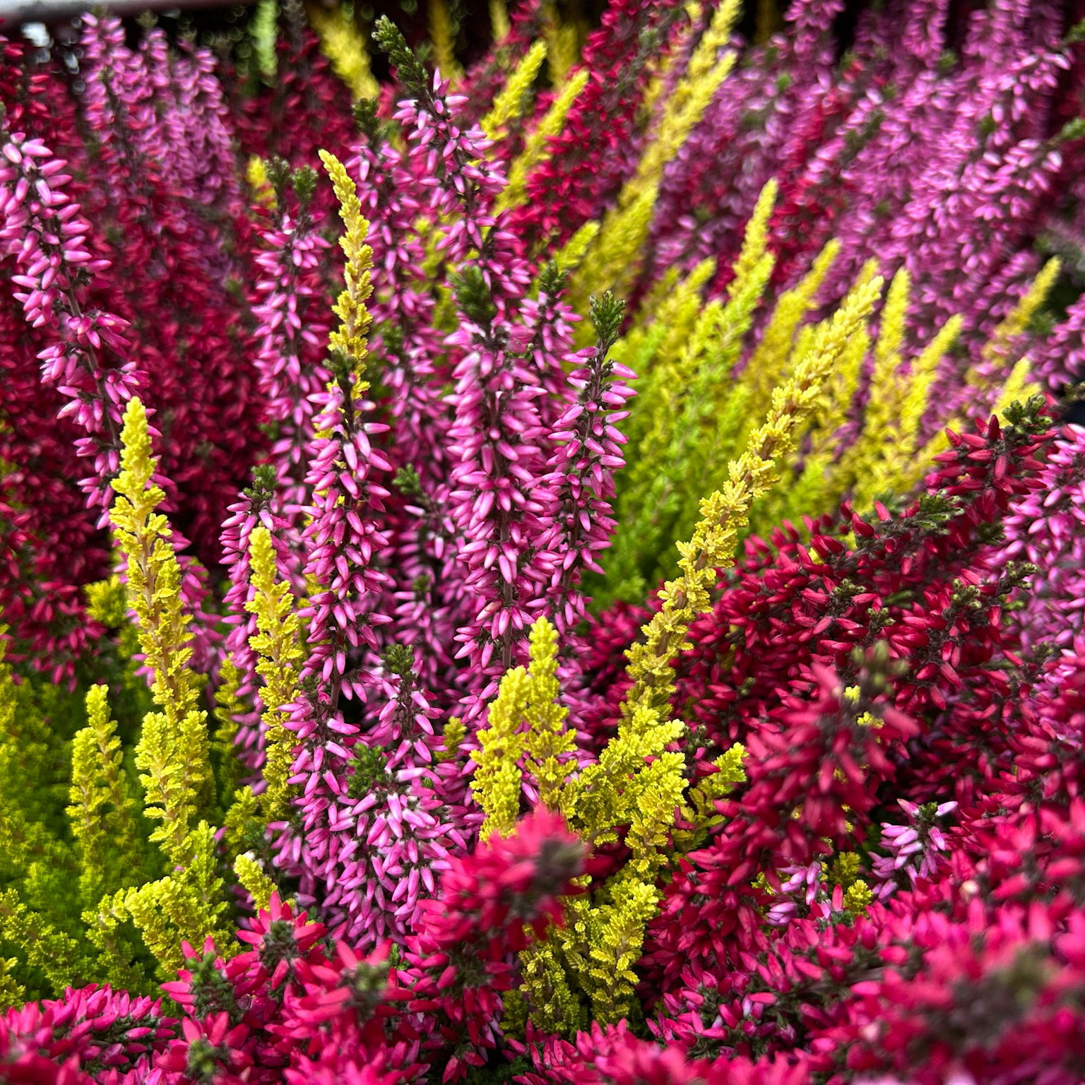 Calluna 'Beauty Ladies® Trio Melody', rot-rosa-gelb, Topf-Ø 13 cm, 6 Pflanzen