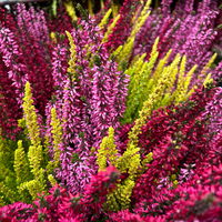Calluna 'Beauty Ladies® Trio Melody', rot-rosa-gelb, Topf-Ø 13 cm, 6 Pflanzen