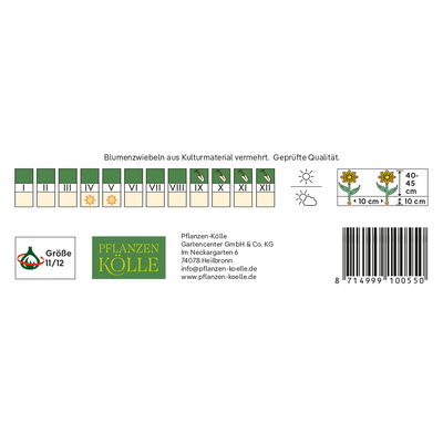 Tulpen 'Cameleon Antoinette' mehrblütig, gelb/rosafarben, 7 Blumenzwiebeln Tulpen 'Cameleon Antoinette' mehrblütig, gelb/rosafarben, 7 Blumenzwiebeln