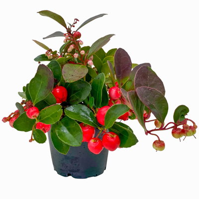 Scheinbeere, Mini, Topf-Ø 6 cm, 12 Pflanzen Scheinbeere, Mini, Topf-Ø 6 cm, 12 Pflanzen