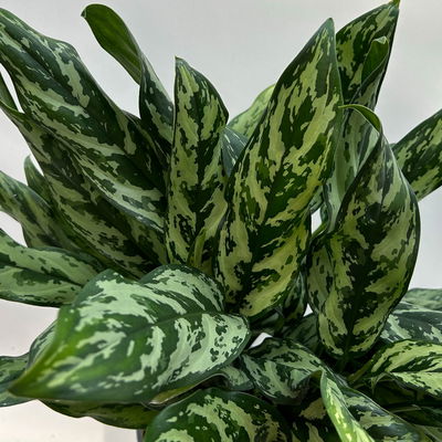 Aglaonema 'Miss Juliette', in Keramiktopf Dallas, Topf-Ø 17 cm, Höhe ca. 55 cm Aglaonema 'Miss Juliette', in Keramiktopf Dallas, Topf-Ø 17 cm, Höhe ca. 55 cm