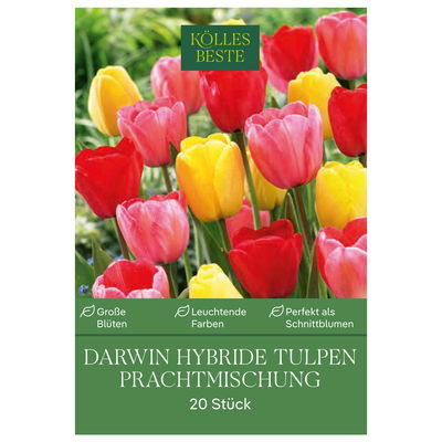 Darwin Hybride Tulpen Prachtmischung, 20 Blumenzwiebeln Darwin Hybride Tulpen Prachtmischung, 20 Blumenzwiebeln