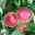 Kölle Bio Apfel 'Retina'Ⓢ, Unterlage M 26, Höhe 125/150, Topf 10 Liter