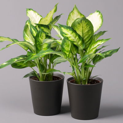 Dieffenbachie 'Camilla' in Keramiktopf Dallas anthrazit, Topf-Ø 12 cm, 2er-Set Dieffenbachie 'Camilla' in Keramiktopf Dallas anthrazit, Topf-Ø 12 cm, 2er-Set