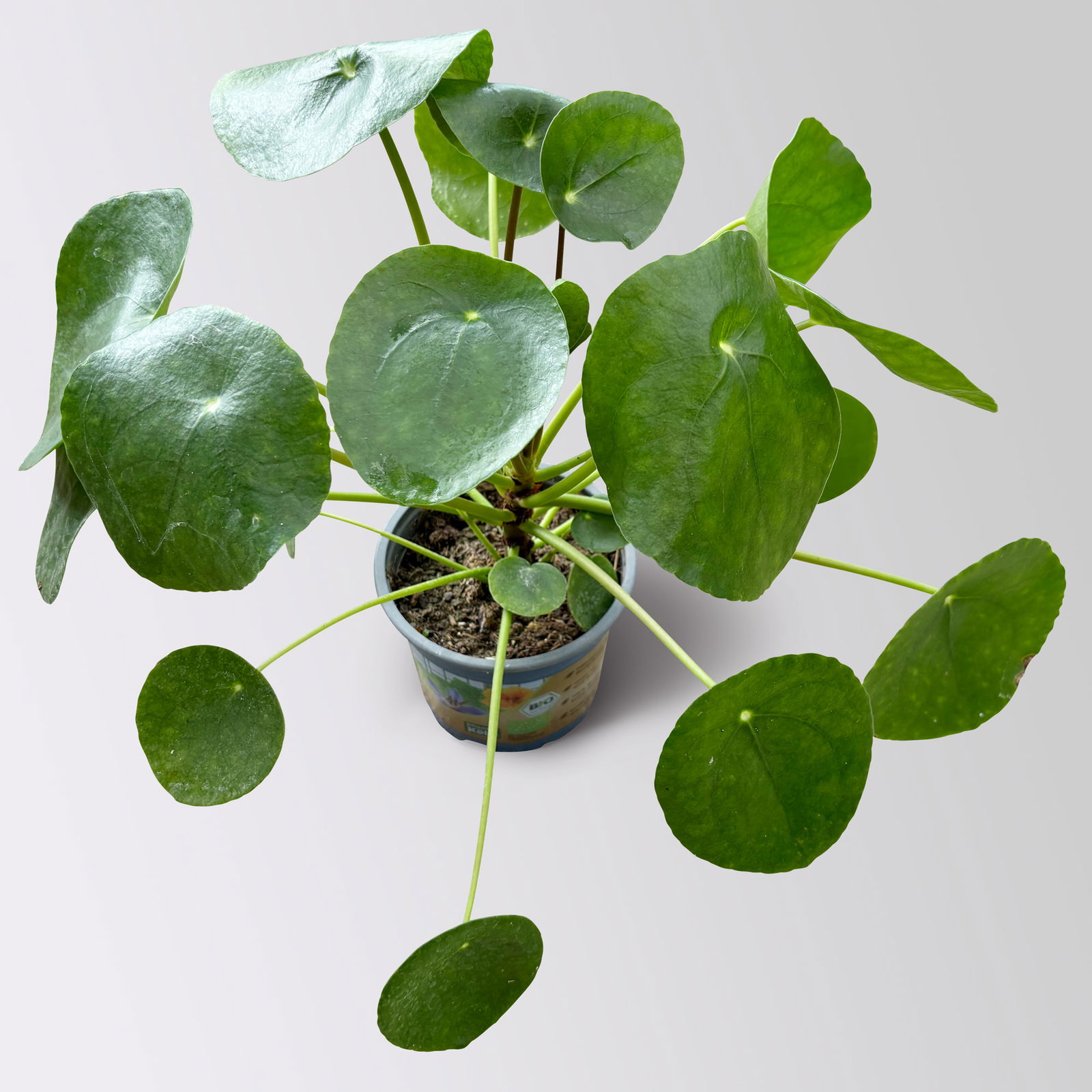 Pilea peperomioides, Topf-Ø 12 cm, Höhe ca. 20 cm