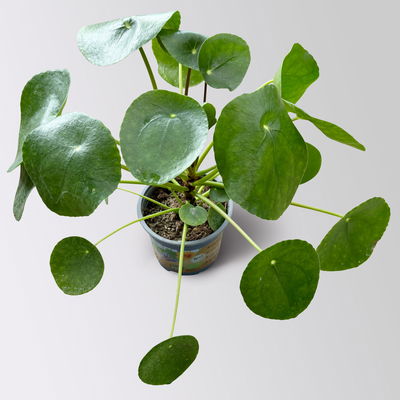 Pilea peperomioides, Topf-Ø 12 cm, Höhe ca. 20 cm Pilea peperomioides, Topf-Ø 12 cm, Höhe ca. 20 cm