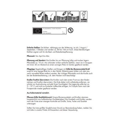 Kölles Beste Blumenknollen Einfache Dahlie 'Sonnenblume'