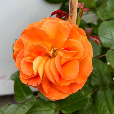 Beetrose 'Westzeit®', orange-aprikot bis rosa, Doppelbogen, Topf 10 Liter Beetrose 'Westzeit®', orange-aprikot bis rosa, Doppelbogen, Topf 10 Liter