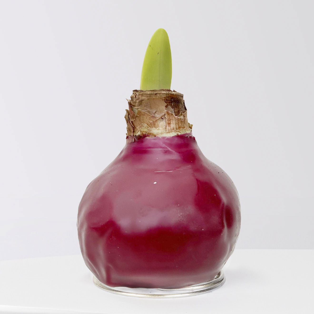 Amaryllis in Wachs, Dekor 'Herbst Mix', Farbe zufällig, Blüte rot, 2 Pflanzen