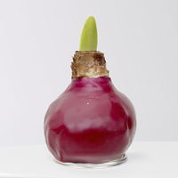 Amaryllis in Wachs, Dekor 'Herbst Mix', Farbe zufällig, Blüte rot, 2 Pflanzen