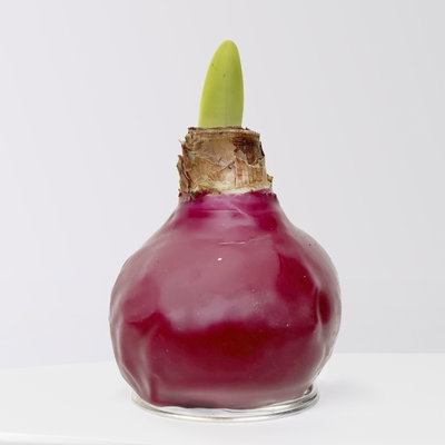 Amaryllis in Wachs, Dekor 'Herbst Mix', Farbe zufällig, Blüte rot, 2 Pflanzen Amaryllis in Wachs, Dekor 'Herbst Mix', Farbe zufällig, Blüte rot, 2 Pflanzen