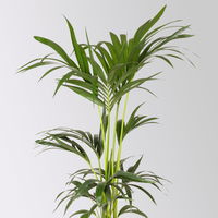 Kentiapalme, Topf-Ø 18-20 cm, Höhe ca. 80-110 cm