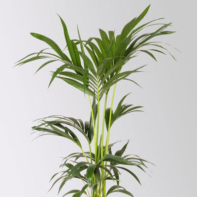 Kentiapalme, Topf-Ø 18-20 cm, Höhe ca. 80-110 cm