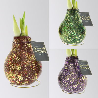 Amaryllis in Wachs, Dekor 'Galaxy Polaris', Farbe zufällig, Blüte rot