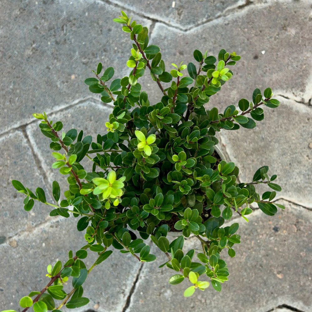 Ilex crenata 'Dark Green®', Topf-Ø 9 cm, 6er-Set