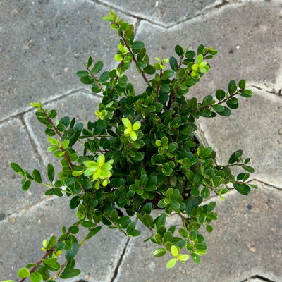 Ilex crenata 'Dark Green®', Topf-Ø 9 cm, 6er-Set Ilex crenata 'Dark Green®', Topf-Ø 9 cm, 6er-Set