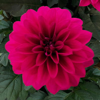 Dahlie, Farbe zufällig, Topf-Ø 14 cm, 4 Pflanzen