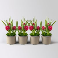Wildtulpe, rot, gefüllt, mit Gras, Topf -Ø 9 cm, 4 Pflanzen