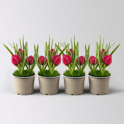Wildtulpe, rot, gefüllt, mit Gras, Topf -Ø 9 cm, 4 Pflanzen