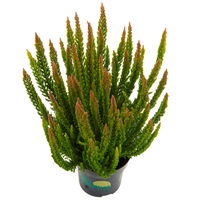Besenheide SKYLINE® grün, Topf-Ø 11 cm, 6 Stück