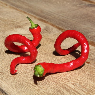 Blu Bio Chili 'Milder Spiral', Topf-Ø 12 cm, 3er Set