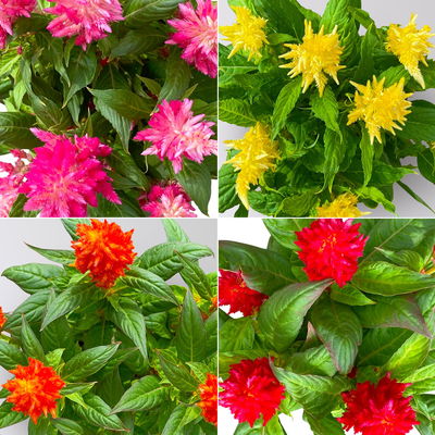 Celosia 'Kelos Fire', Farbe zufällig, Topf-Ø 12 cm, 6 Pflanzen