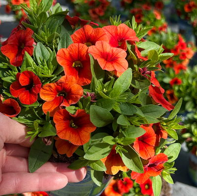 Zauberglöckchen 'Orange' orange, Topf-Ø 13 cm, 6 Pflanzen