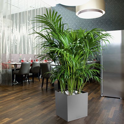 Lechuza 'Cube 40', silber, ca. 39 cm x 39 cm, H:40 cm Lechuza 'Cube 40', silber, ca. 39 cm x 39 cm, H:40 cm