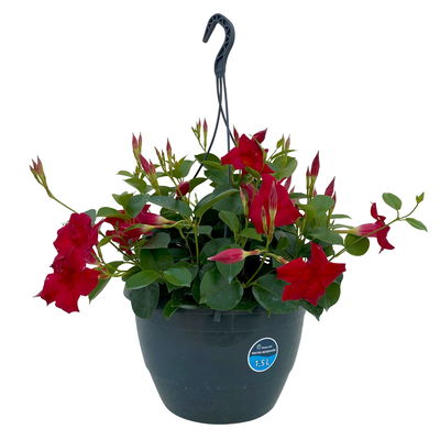 Dipladenie, rot, Ampeltopf-Ø 25/27 cm