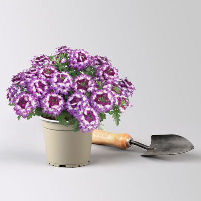 Eisenkraut, blau-weiß, Topf-Ø 12 cm, 6 Pflanzen