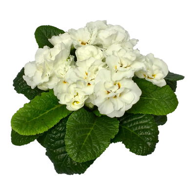 Primel 'PomPom', weiß, gefüllt, Topf-Ø 12 cm, 6 Pflanzen