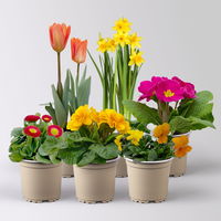 Pflanzen-Set Frischer Frühling, 6 Pflanzen