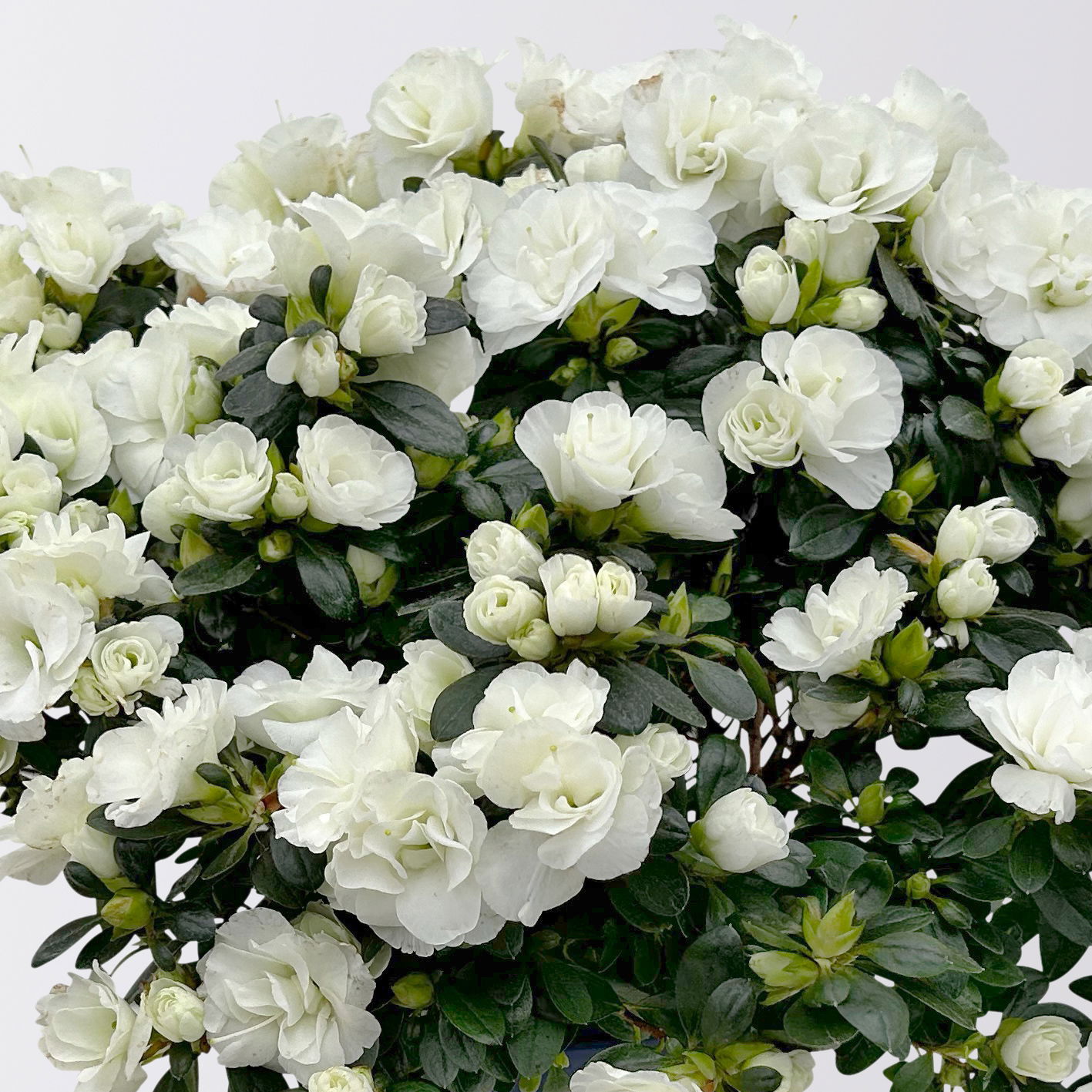 Azalee Hortinno® 'Christine Belli' weiß, Topf-Ø 15 cm