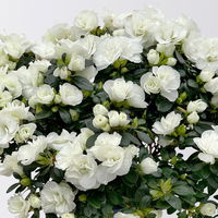 Azalee Hortinno® 'Christine Belli' weiß, Topf-Ø 15 cm