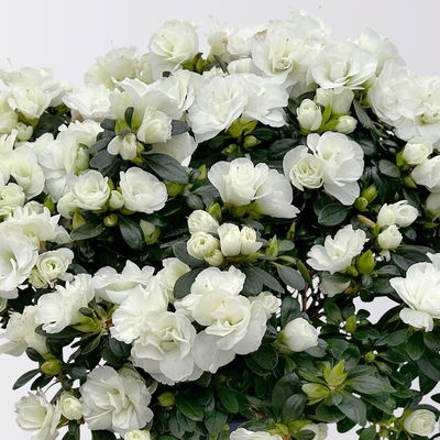Azalee Hortinno® 'Christine Belli' weiß, Topf-Ø 15 cm