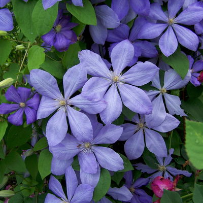Großblumige Waldrebe Clematis 'Mrs. Cholmondeley' hellblau, Topf 2 lt., 2er-Set