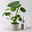 Monstera deliciosa, Topf-Ø 12 cm, 2 Pflanzen