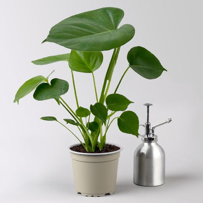 Monstera deliciosa, Topf-Ø 12 cm, 2 Pflanzen